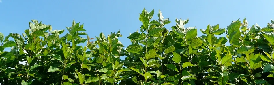 Škôlka ovocných stromov, jablone, hrušky, slivky, Poľsko - snímka 2