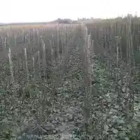 Škôlka: stromy, ovocné kríky, jablone, hrušky, slivky, čerešne, Poľsko - galéria 18