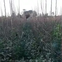 Škôlka: stromy, ovocné kríky, jablone, hrušky, slivky, čerešne, Poľsko - galéria 17