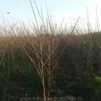 Škôlka: stromy, ovocné kríky, jablone, hrušky, slivky, čerešne, Poľsko