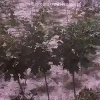 Škôlka: stromy, ovocné kríky, jablone, hrušky, slivky, čerešne, Poľsko - galéria 18