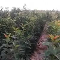 Škôlka: stromy, ovocné kríky, jablone, hrušky, slivky, čerešne, Poľsko - galéria 03