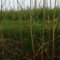 Škôlka: stromy, ovocné kríky, jablone, hrušky, slivky, čerešne, Poľsko - galéria 04