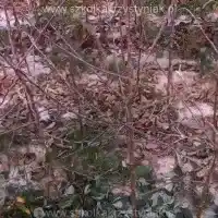 Škôlka: stromy, ovocné kríky, jablone, hrušky, slivky, čerešne, Poľsko - galéria - 04