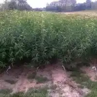 Škôlka, stromy, ovocné kríky, jablone, hrušky, slivky, čerešne, Poľsko - galéria 0