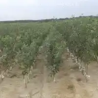 Škôlka, stromy, ovocné kríky, jablone, hrušky, slivky, čerešne, Poľsko - galéria -05