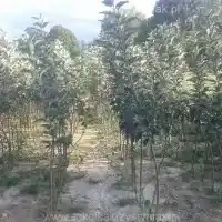 Škôlka: stromy, ovocné kríky, jablone, hrušky, slivky, čerešne, Poľsko - galéria 05