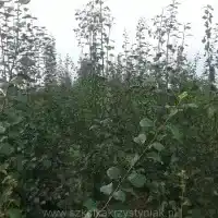 Škôlka: stromy, ovocné kríky, jablone, hrušky, slivky, čerešne, Poľsko - galéria 00