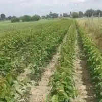 Škôlka: stromy, ovocné kríky, jablone, hrušky, slivky, čerešne, Poľsko - galéria 19