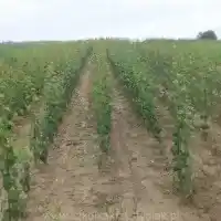 Škôlka: stromy, ovocné kríky, jablone, hrušky, slivky, čerešne, Poľsko