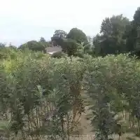 Škôlka: stromy, ovocné kríky, jablone, hrušky, slivky, čerešne, Poľsko - galéria 06