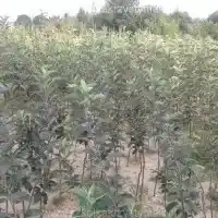 Škôlka: stromy, ovocné kríky, jablone, hrušky, slivky, čerešne, Poľsko - galéria 20