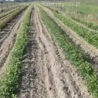 Škôlka: stromy, ovocné kríky, jablone, hrušky, slivky, čerešne, Poľsko - galéria 21