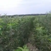 Škôlka: stromy, ovocné kríky, jablone, hrušky, slivky, čerešne, Poľsko - galéria 22