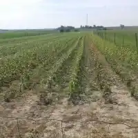 Škôlka: stromy, ovocné kríky, jablone, hrušky, slivky, čerešne, Poľsko - galéria 23