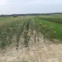 Škôlka: stromy, ovocné kríky, jablone, hrušky, slivky, čerešne, Poľsko - galéria 09