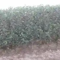 Škôlka: stromy, ovocné kríky, jablone, hrušky, slivky, čerešne, Poľsko - galéria 25