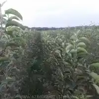 Škôlka: stromy, ovocné kríky, jablone, hrušky, slivky, čerešne, Poľsko - galéria 26