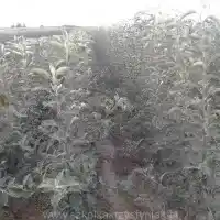 Škôlka: stromy, ovocné kríky, jablone, hrušky, slivky, čerešne, Poľsko - galéria 27