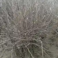 Škôlka: stromy, ovocné kríky, jablone, hrušky, slivky, čerešne, Poľsko