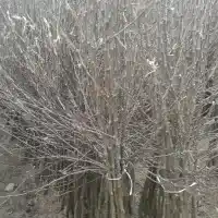 Škôlka: stromy, ovocné kríky, jablone, hrušky, slivky, čerešne, Poľsko - galéria 12