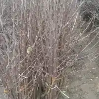 Škôlka: stromy, ovocné kríky, jablone, hrušky, slivky, čerešne, Poľsko - galéria 29