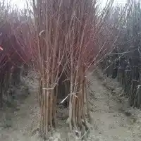 Škôlka: stromy, ovocné kríky, jablone, hrušky, slivky, čerešne, Poľsko - galéria 30