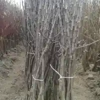 Škôlka: stromy, ovocné kríky, jablone, hrušky, slivky, čerešne, Poľsko - galéria 13