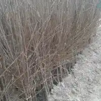 Škôlka: stromy, ovocné kríky, jablone, hrušky, slivky, čerešne, Poľsko - galéria 32