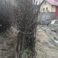 Škôlka: stromy, ovocné kríky, jablone, hrušky, slivky, čerešne, Poľsko - galéria 14