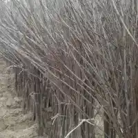 Škôlka: stromy, ovocné kríky, jablone, hrušky, slivky, čerešne, Poľsko - galéria 34