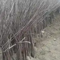 Škôlka: stromy, ovocné kríky, jablone, hrušky, slivky, čerešne, Poľsko - galéria 15