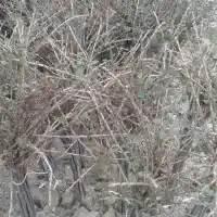 Škôlka: stromy, ovocné kríky, jablone, hrušky, slivky, čerešne, Poľsko - galéria 16